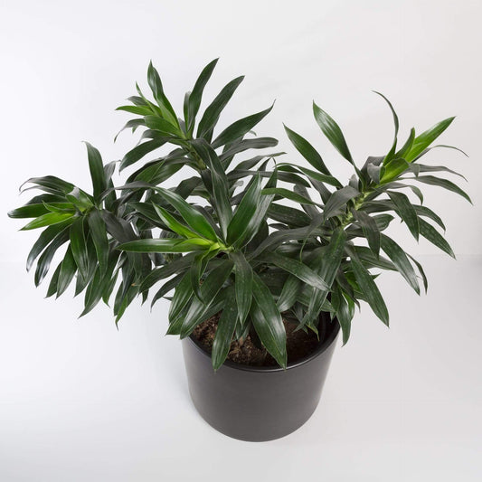 Urban Sprouts Floor Plant 10" in nursery pot Dragon Tree 'Pleomele' Floor Plant