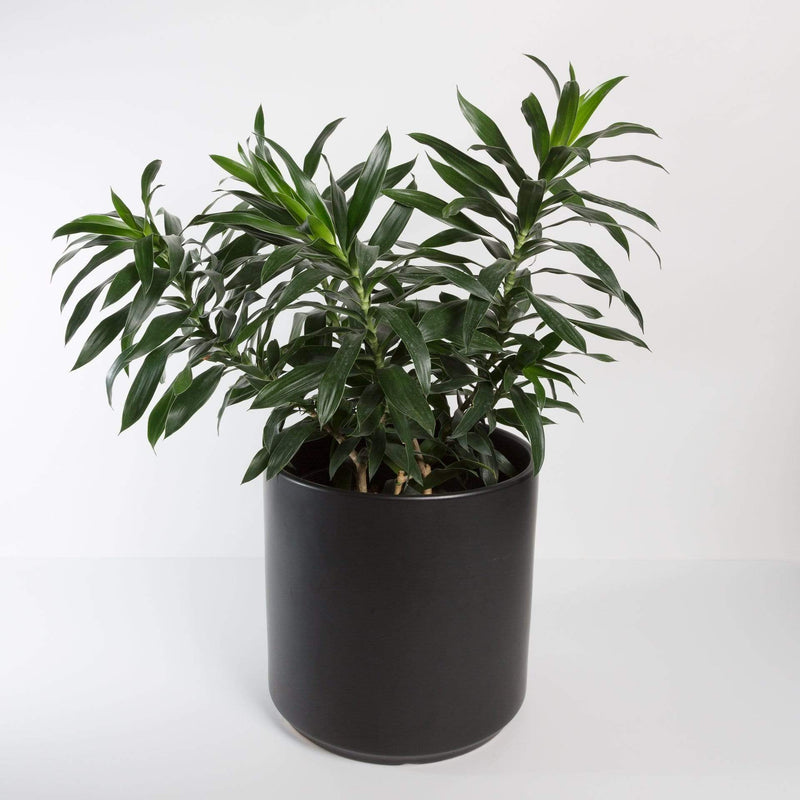 Urban Sprouts Floor Plant 10" in nursery pot Dragon Tree 'Pleomele' Floor Plant