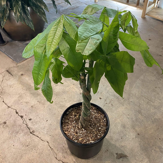 Money Tree 10" - Urban Sprouts