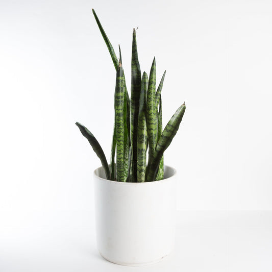 Urban Sprouts Floor Plant 10" in nursery pot Snake Plant 'Black Coral' Floor Plant