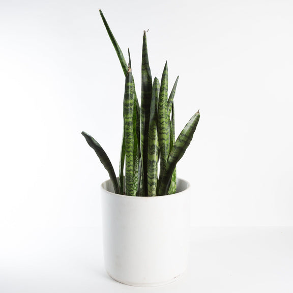 Urban Sprouts Floor Plant 10" in nursery pot Snake Plant 'Black Coral' Floor Plant