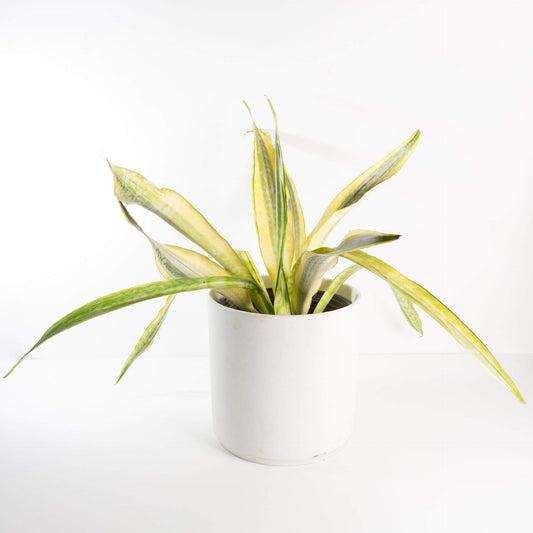 Urban Sprouts Floor Plant 10" in nursery pot Snake Plant 'Yellowstone' Floor Plant