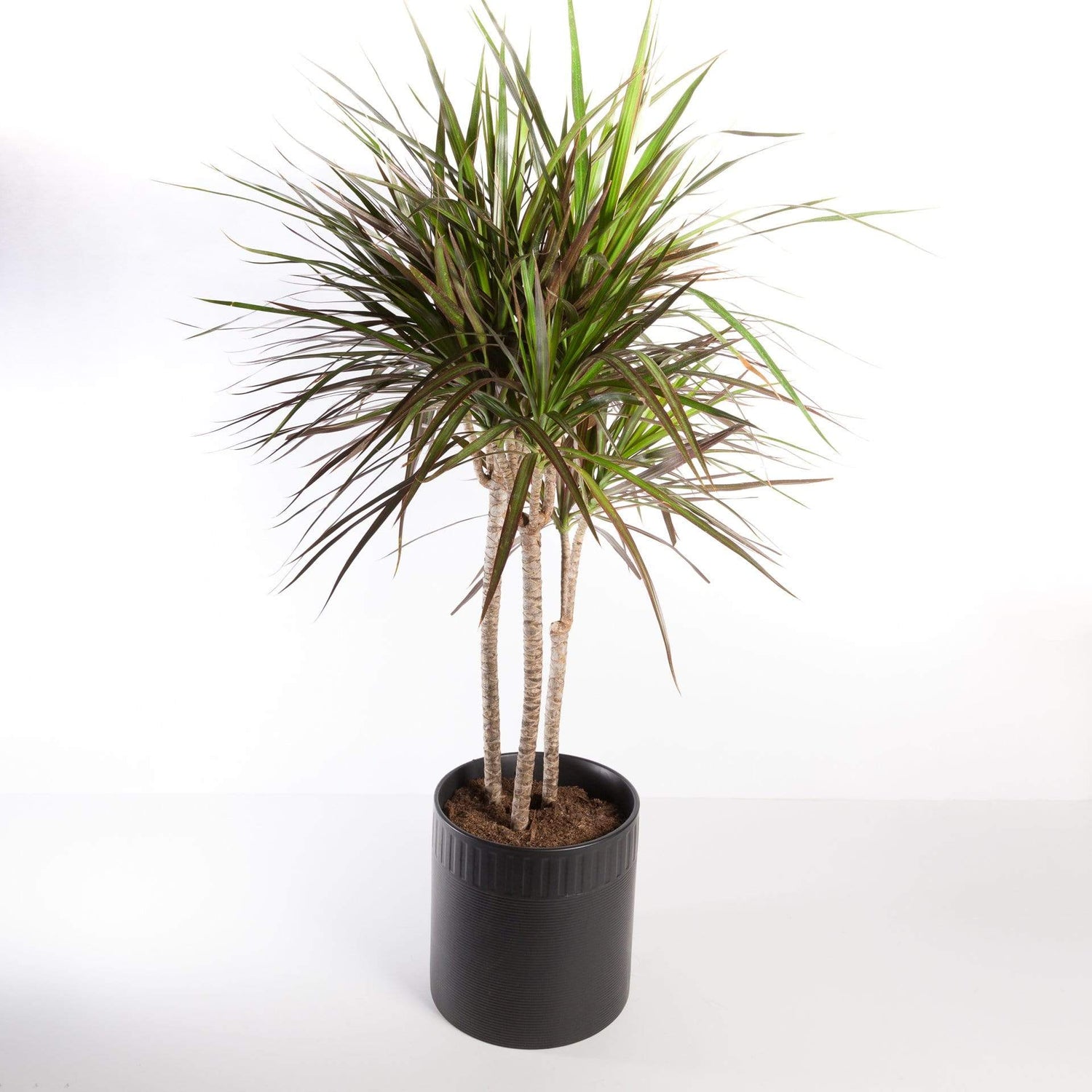 Urban Sprouts Floor Plant 12" in nursery pot Dragon Tree 'Madagascar' Floor Plant