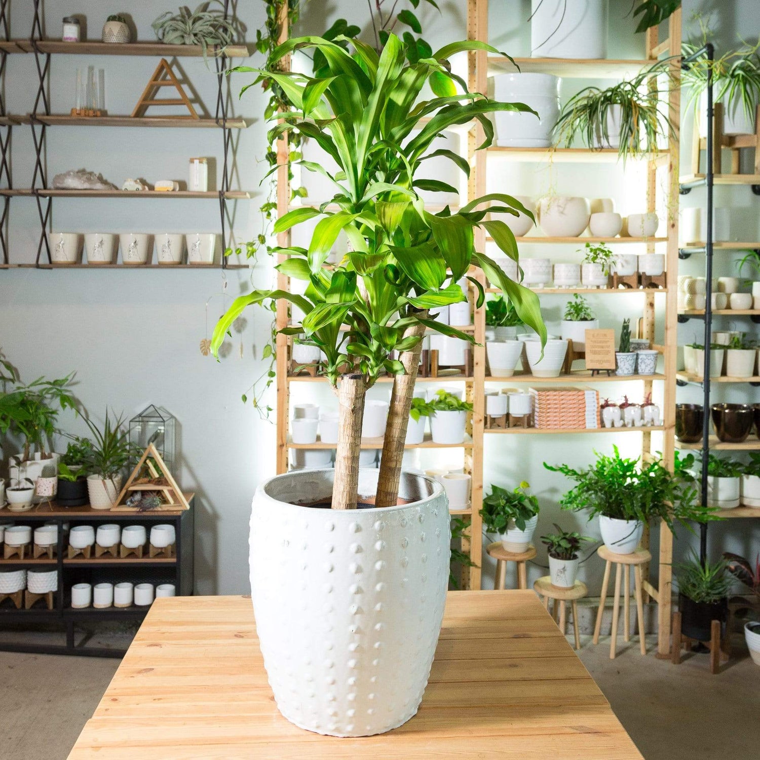 Dragon Tree 'Corn Plant'  (3 Cane, 4' 10") - Urban Sprouts