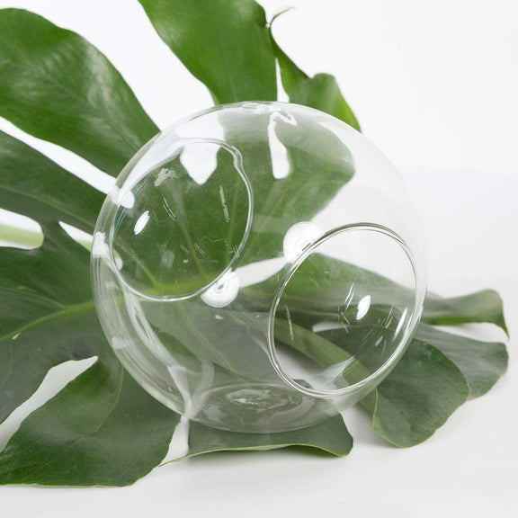 Urban Sprouts Glassware 6" Double Open Tabletop Terrarium Sphere