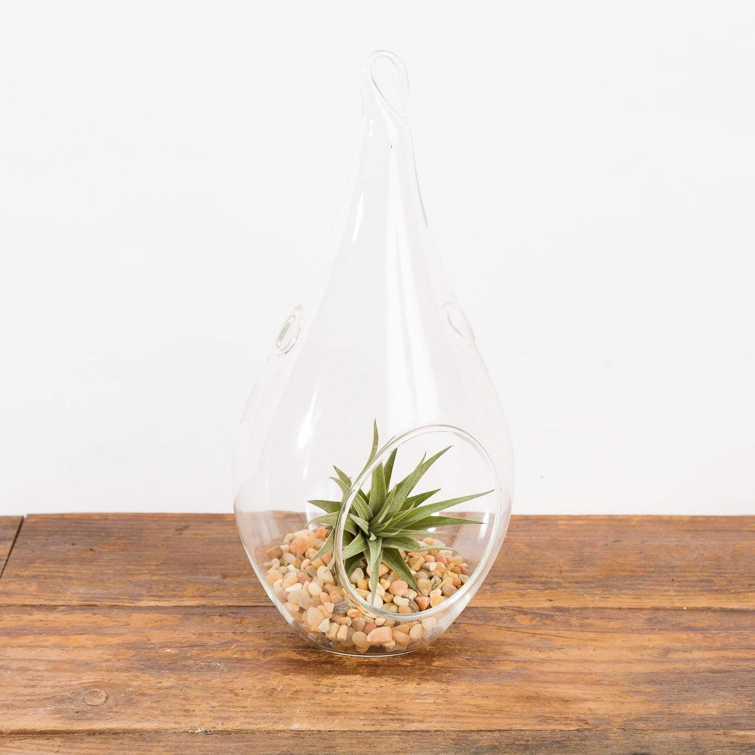 Raindrop Terrarium Glass - Urban Sprouts