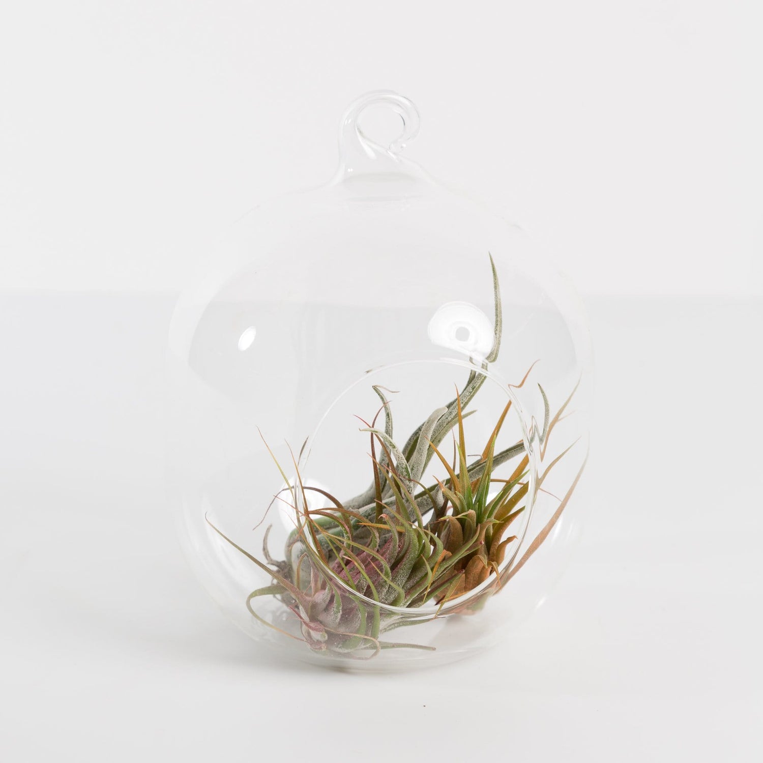 Urban Sprouts Glassware Oblong Hanging Terrarium Glassware