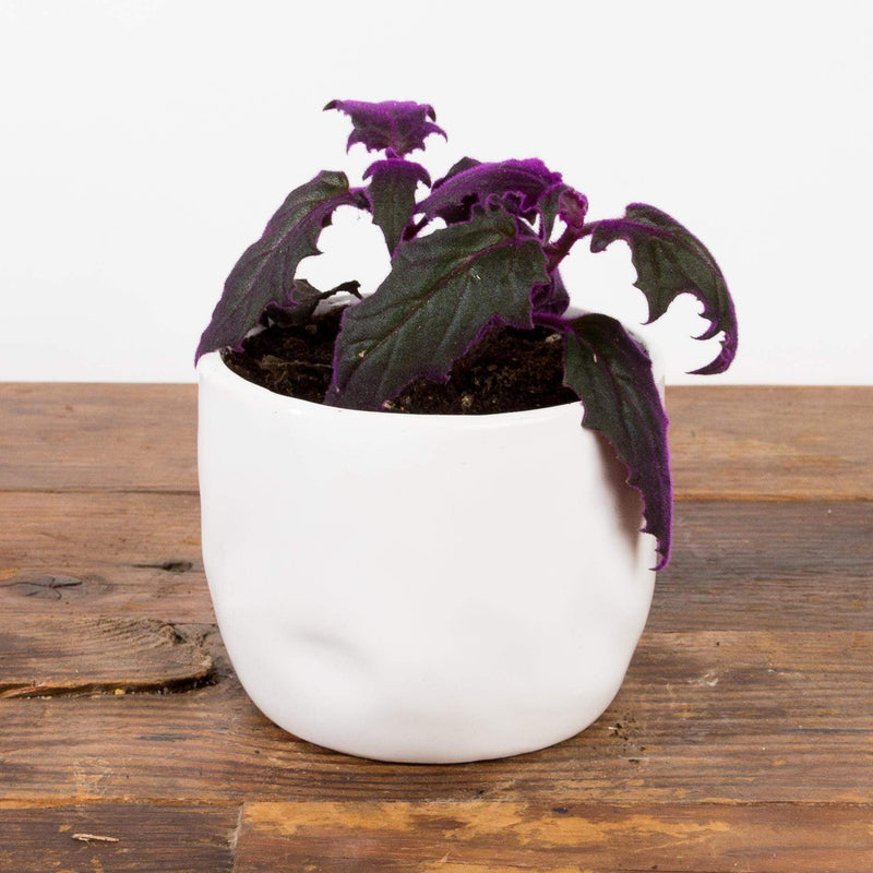 Velvet Purple Passion Plant - Urban Sprouts