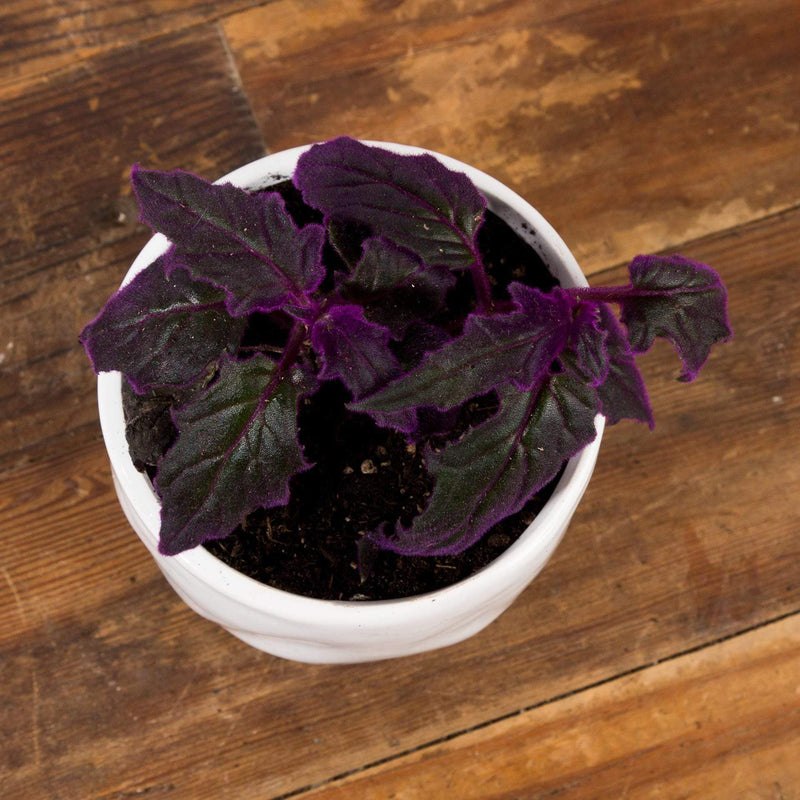 Velvet Purple Passion Plant - Urban Sprouts