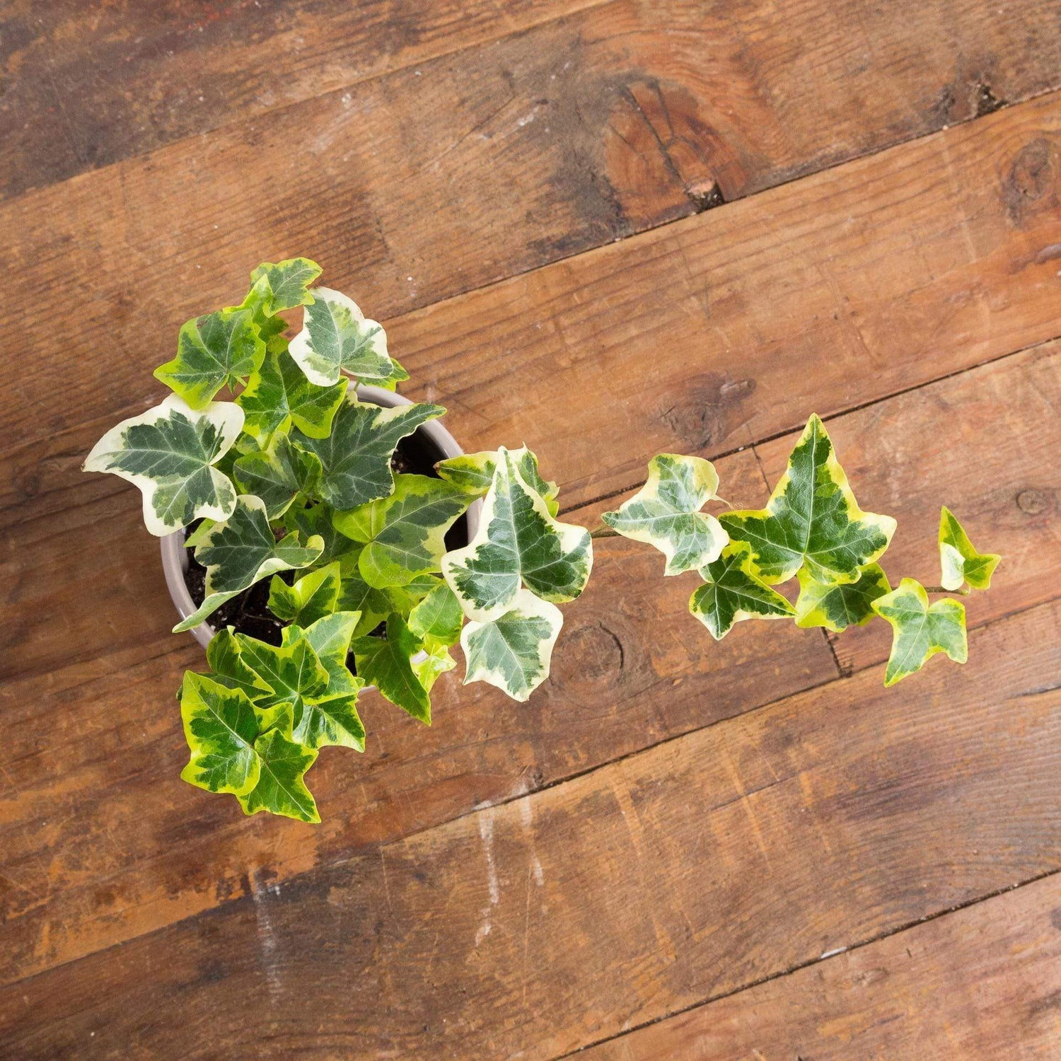 English Ivy 'Variegated' - Urban Sprouts