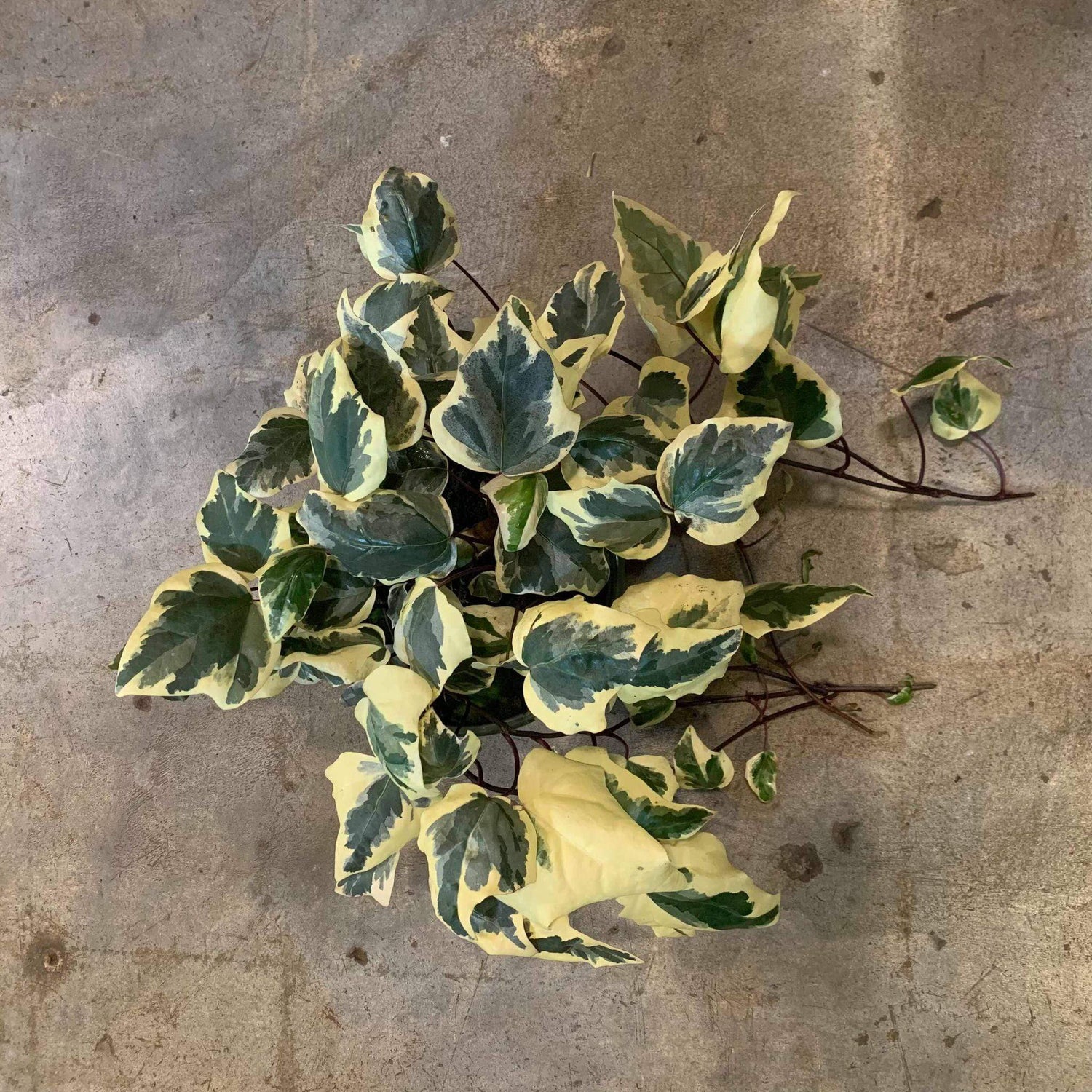 Ivy 'Algerian - Variegated' - Urban Sprouts