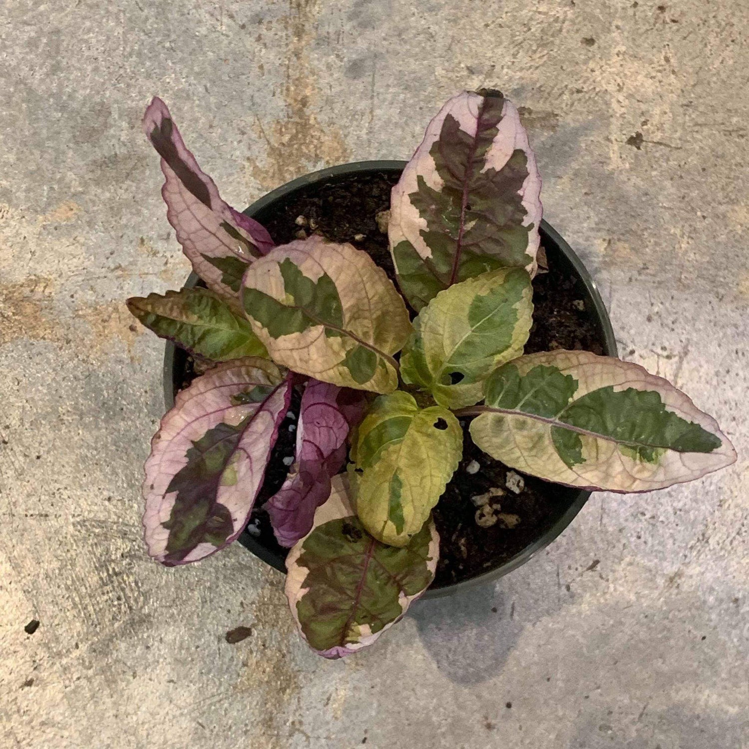Waffle Plant 'Variegated' - Urban Sprouts