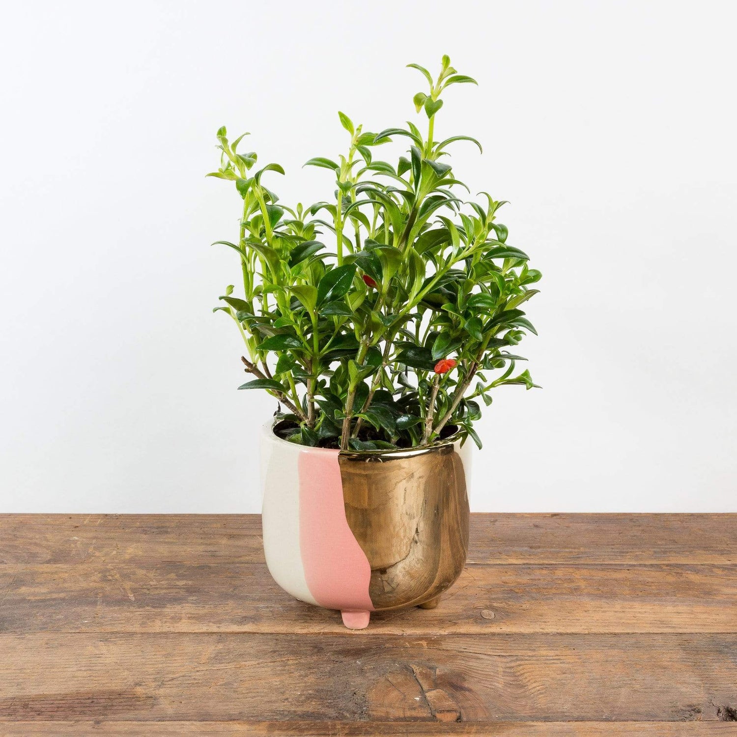 Goldfish Plant 'Holly' - Urban Sprouts