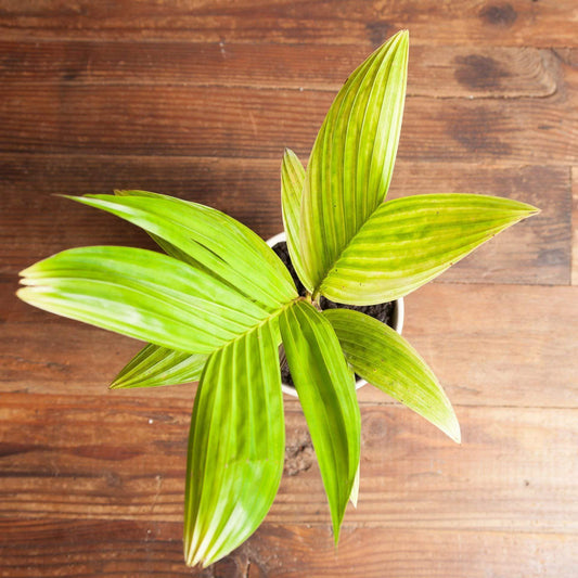 Palm 'Ivory Cane' - Urban Sprouts