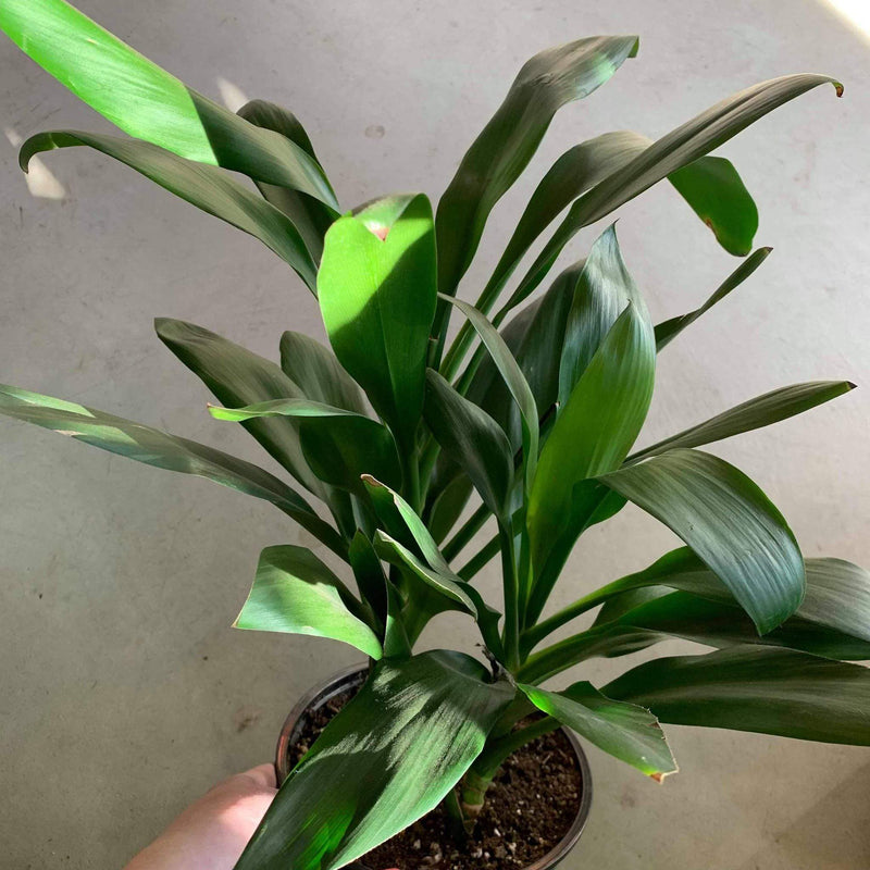 Palm 'Lily' - Urban Sprouts
