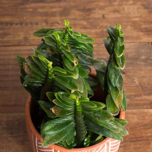 Devil's Backbone 'Nana' - Urban Sprouts