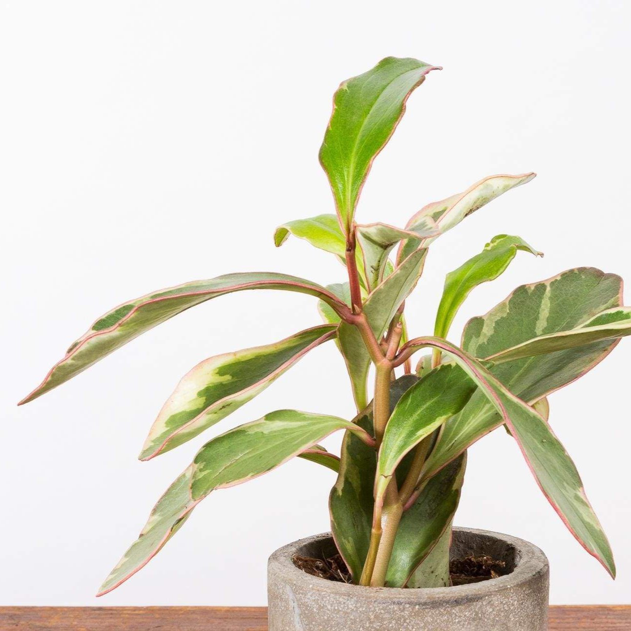 Peperomia 'Jelly' - Urban Sprouts