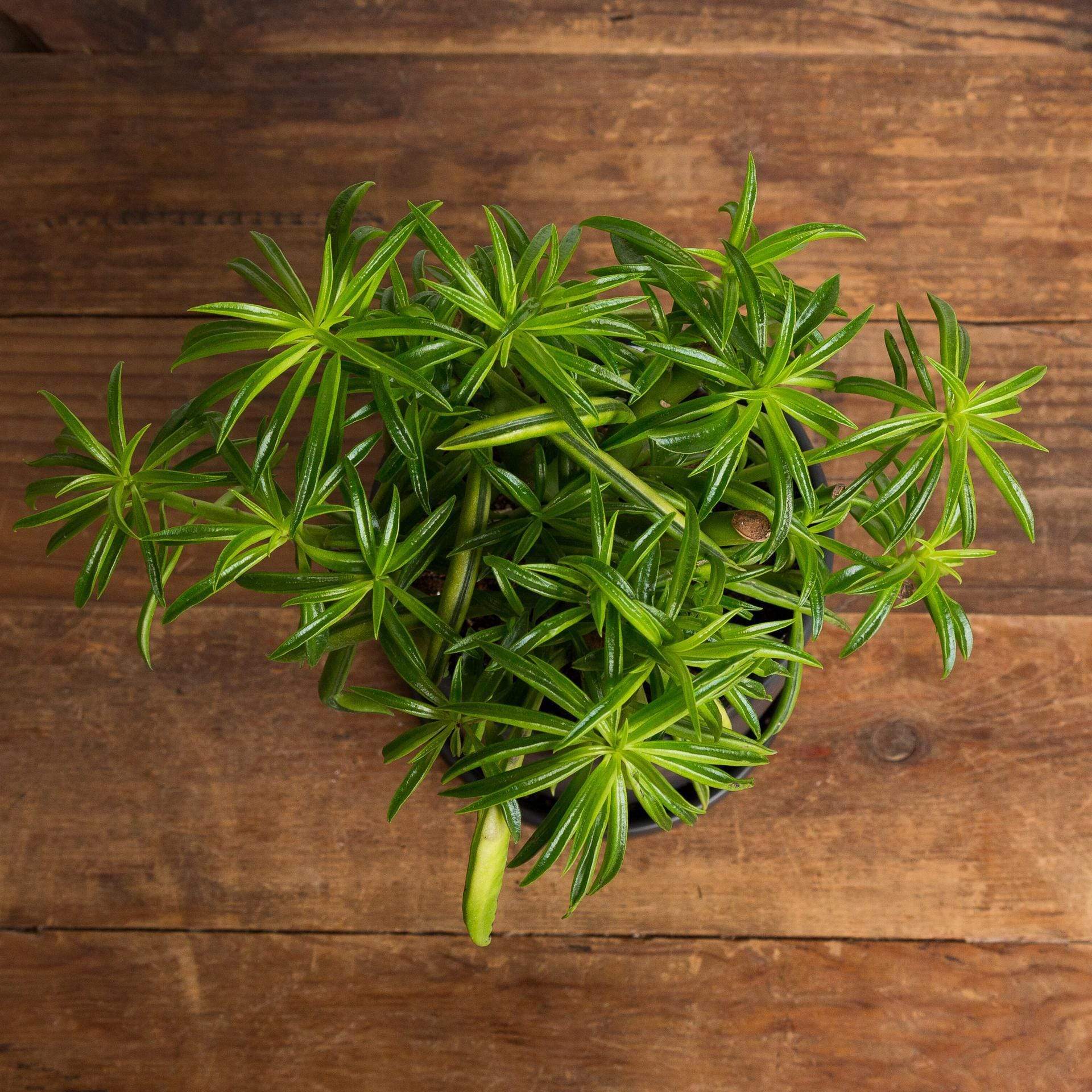 Peperomia 'Happy Bean' - Urban Sprouts