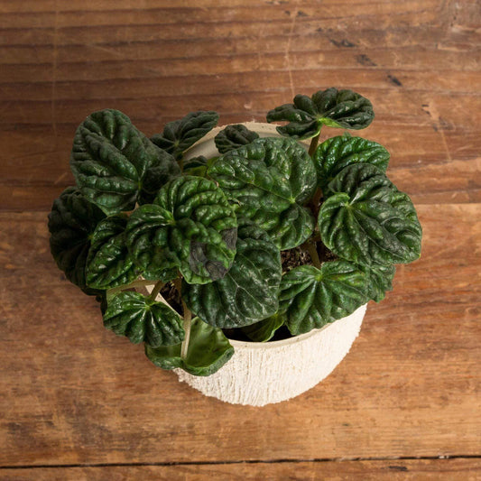 Peperomia 'Emerald Ripple' - Urban Sprouts