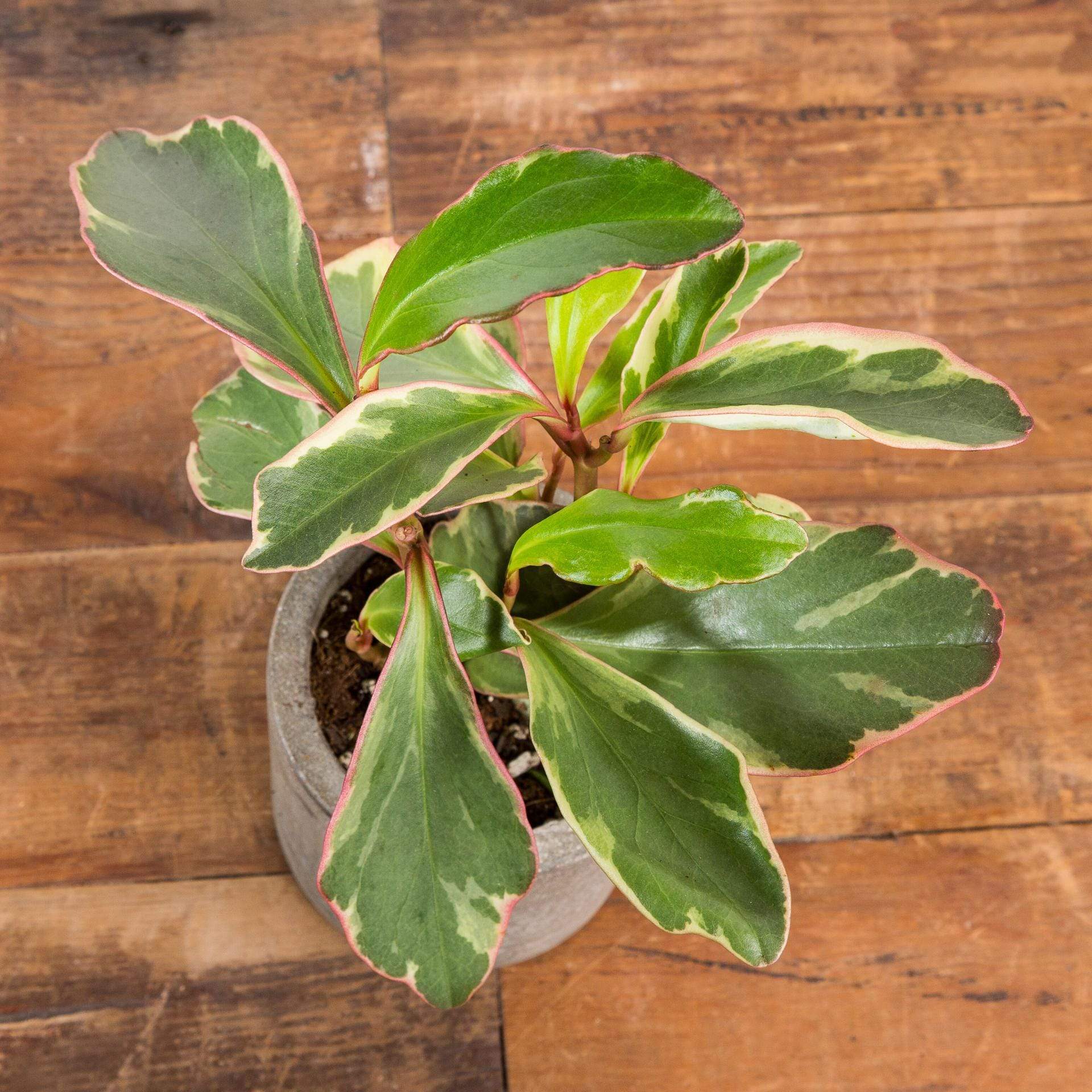 Peperomia 'Jelly' - Urban Sprouts