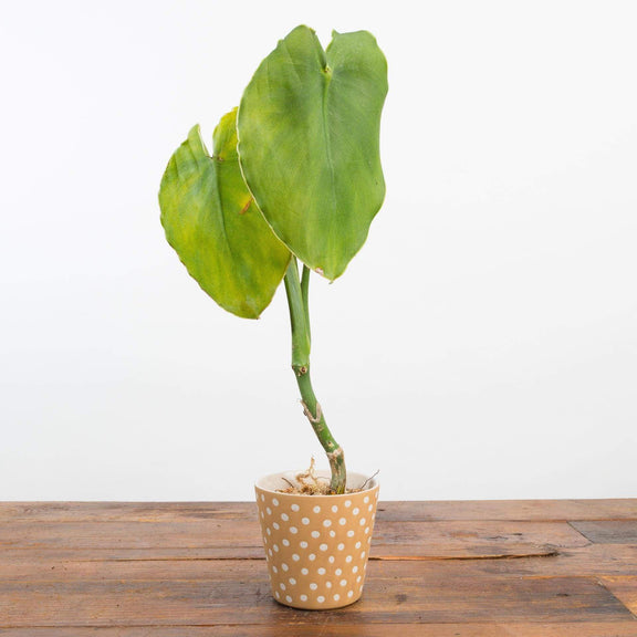 Philodendron 'Rugosum' 4" - Urban Sprouts