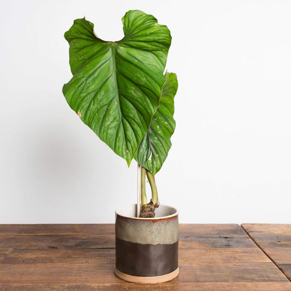 Philodendron "Plowmanii' 6" - Urban Sprouts