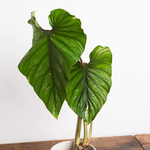 Philodendron "Plowmanii' 6" - Urban Sprouts