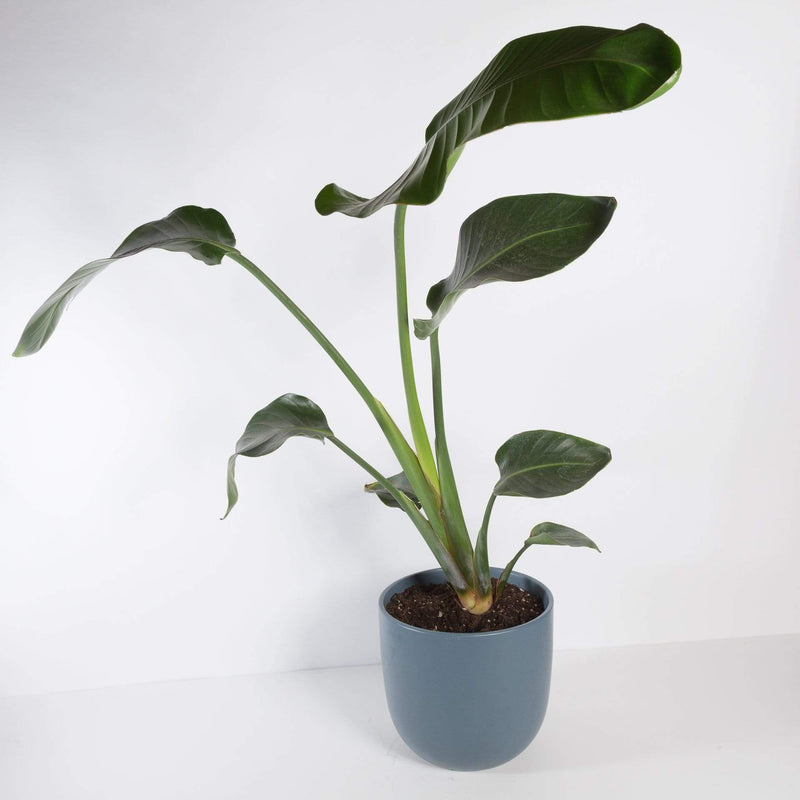 Urban Sprouts Plant 10" in nursery pot Bird of Paradise 'White' Floor Plant