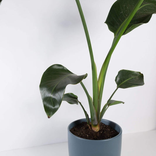 Urban Sprouts Plant 10" in nursery pot Bird of Paradise 'White' Floor Plant
