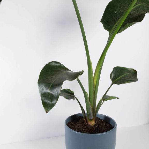 Urban Sprouts Plant 10" in nursery pot Bird of Paradise 'White' Floor Plant