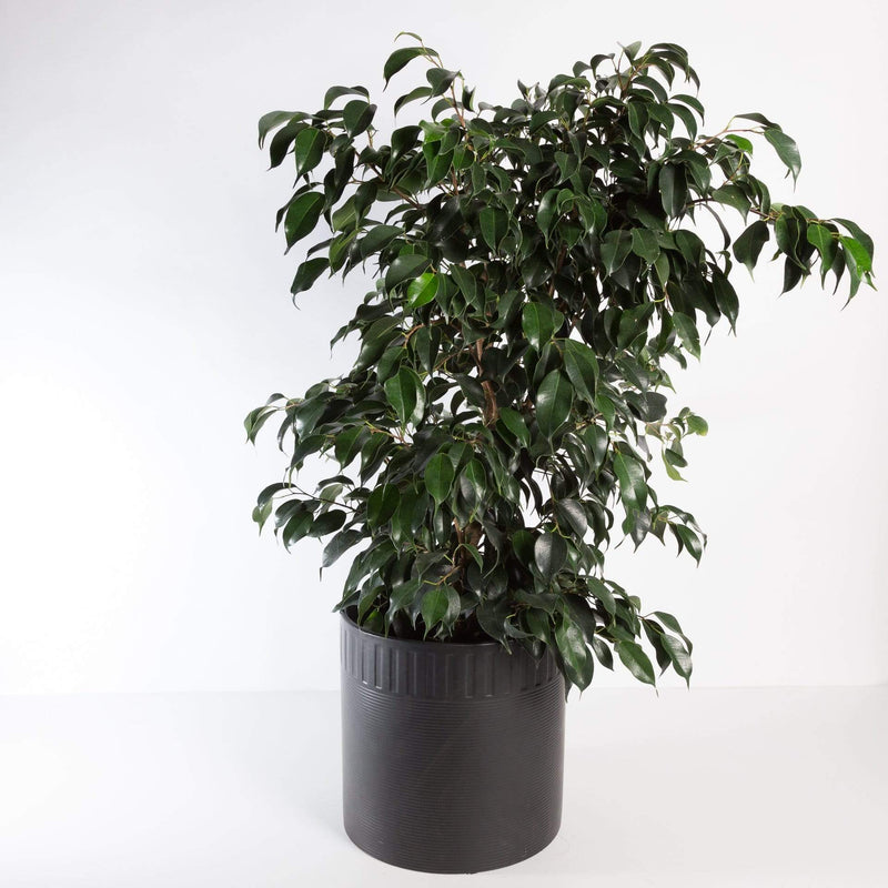 Urban Sprouts Plant 10" in nursery pot 'Weeping Fig - Midnight' Floor Plant