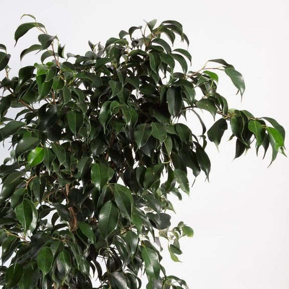 'Weeping Fig - Midnight' Floor Plant - Urban Sprouts