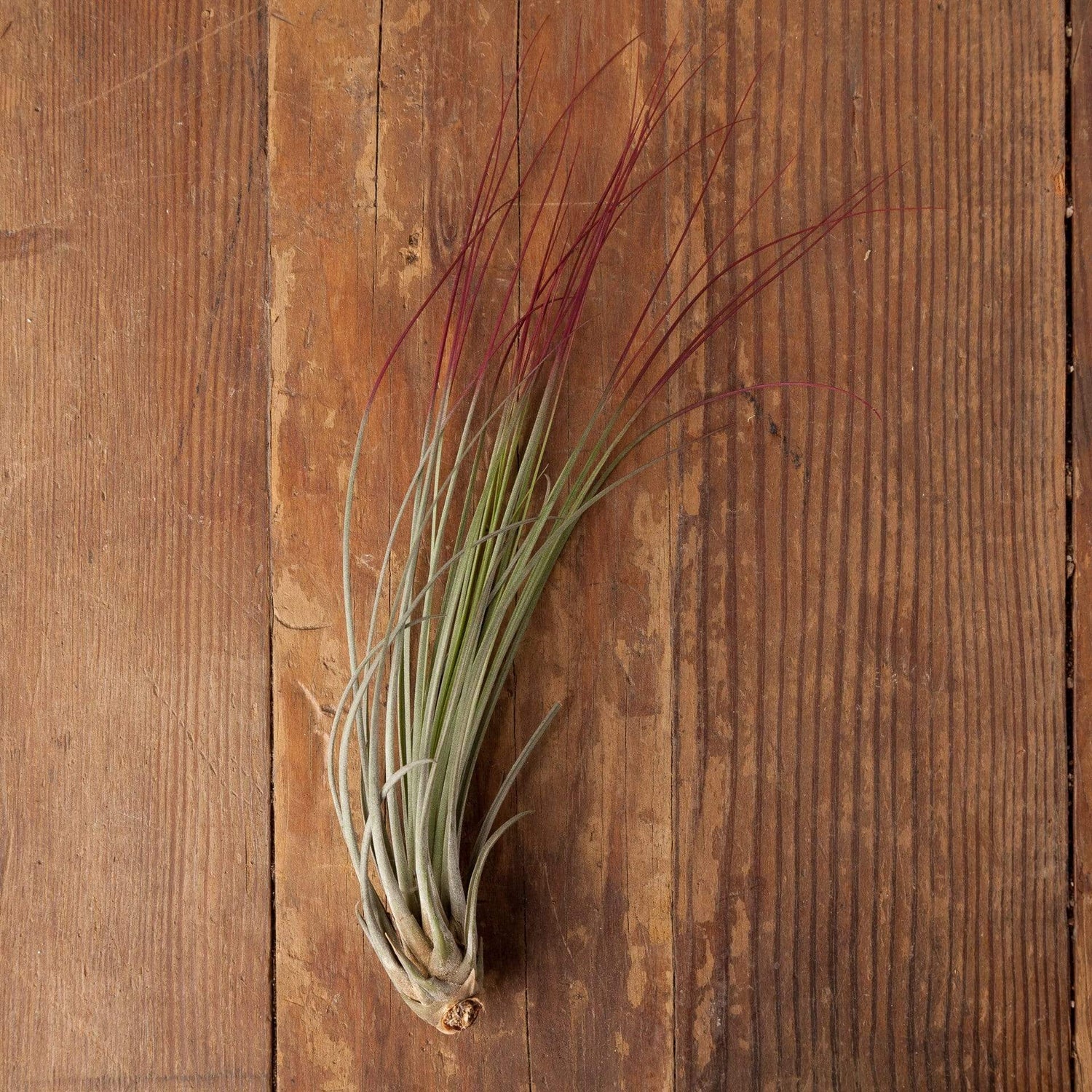 Urban Sprouts Plant 10" Red Tillandsia Juncea