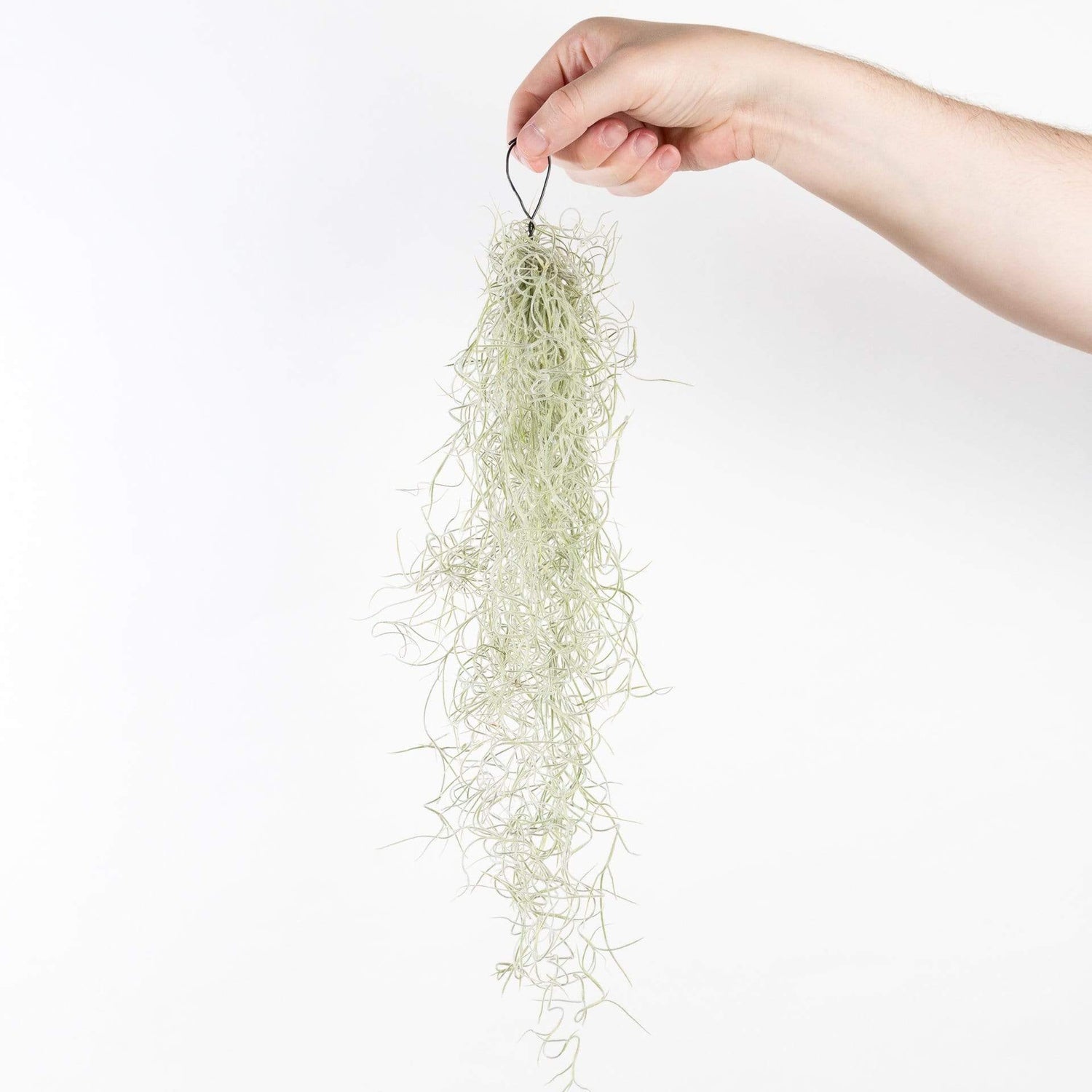 Tillandsia 'Spanish Moss' - Urban Sprouts