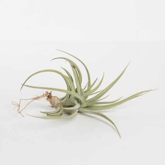 Tillandsia Aeranthos - Urban Sprouts