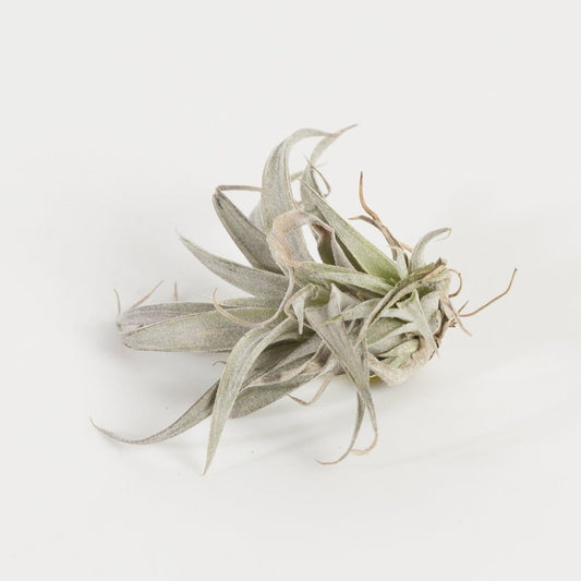 Urban Sprouts Plant 2-3" Pink Tillandsia Chiapensis