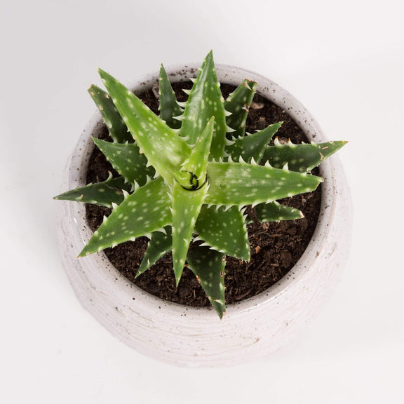 Urban Sprouts Plant 2" in nursery pot Aloe 'Minnie Belle'