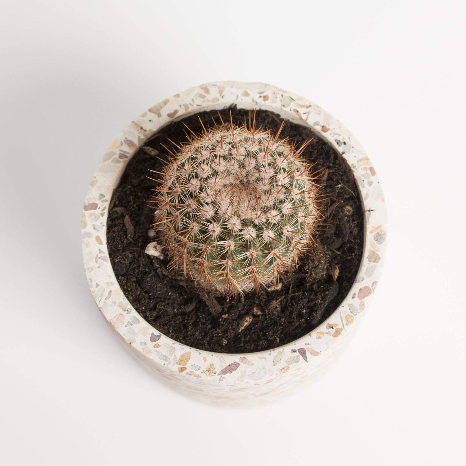 Cactus 'Ball' - Urban Sprouts