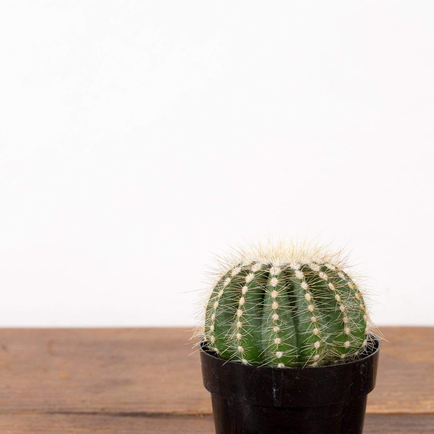 Cactus 'Balloon' - Urban Sprouts