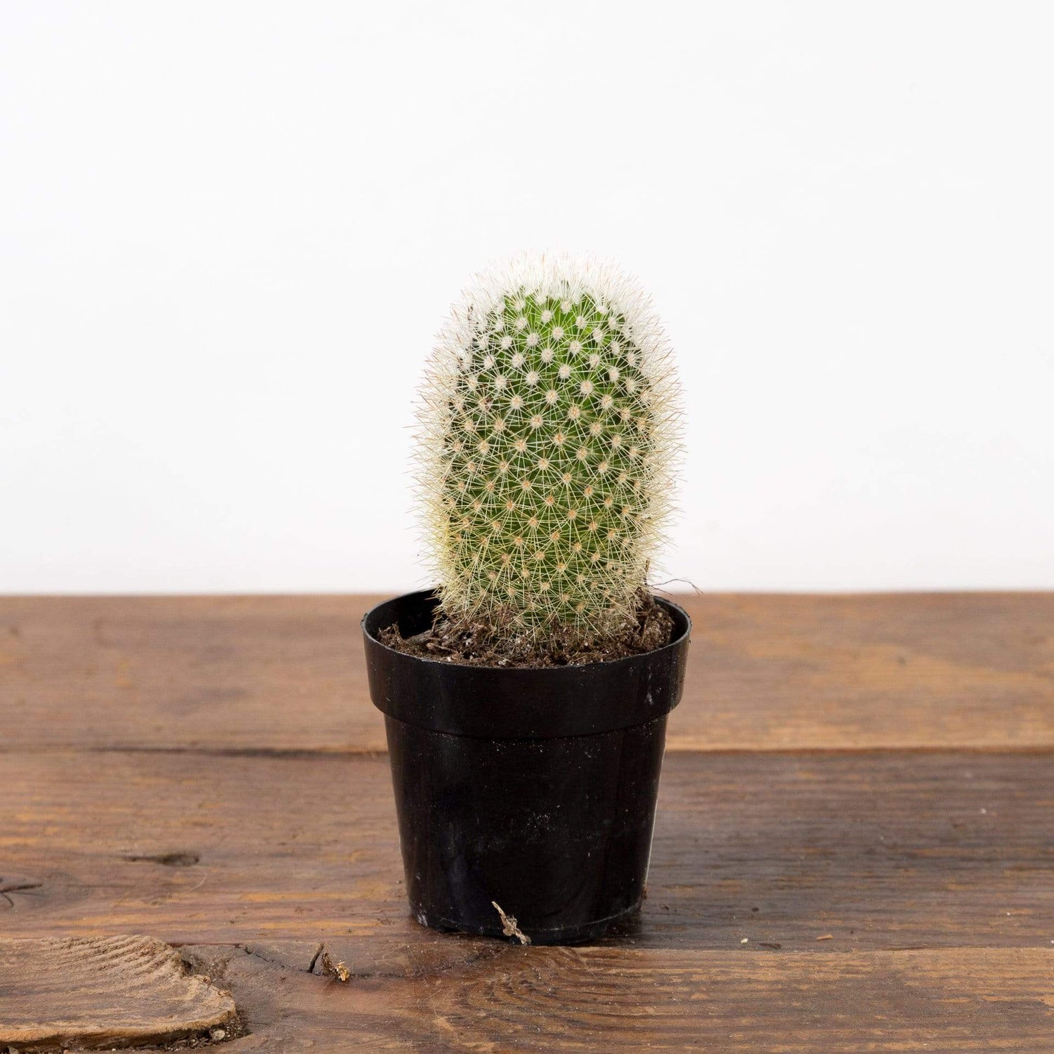 Cactus 'Bristle Brush' - Urban Sprouts