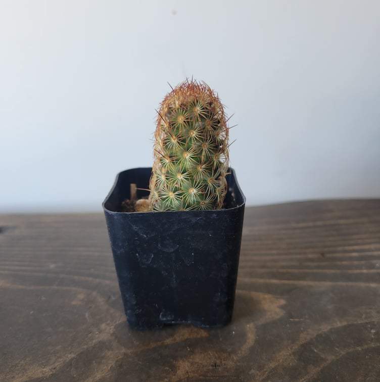 Urban Sprouts Plant 2" in nursery pot Cactus 'Copper King'