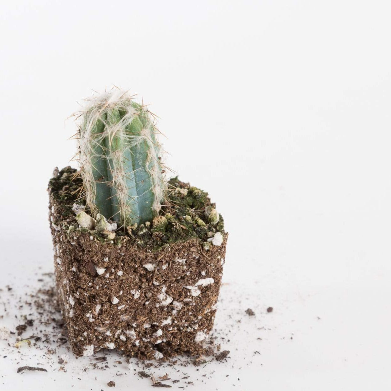 Urban Sprouts Plant 2" in nursery pot Cactus 'Fuzzy Blue Torch'
