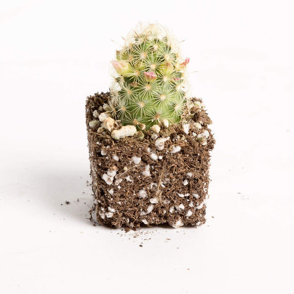 Urban Sprouts Plant 2" in nursery pot Cactus 'Gold Lace'