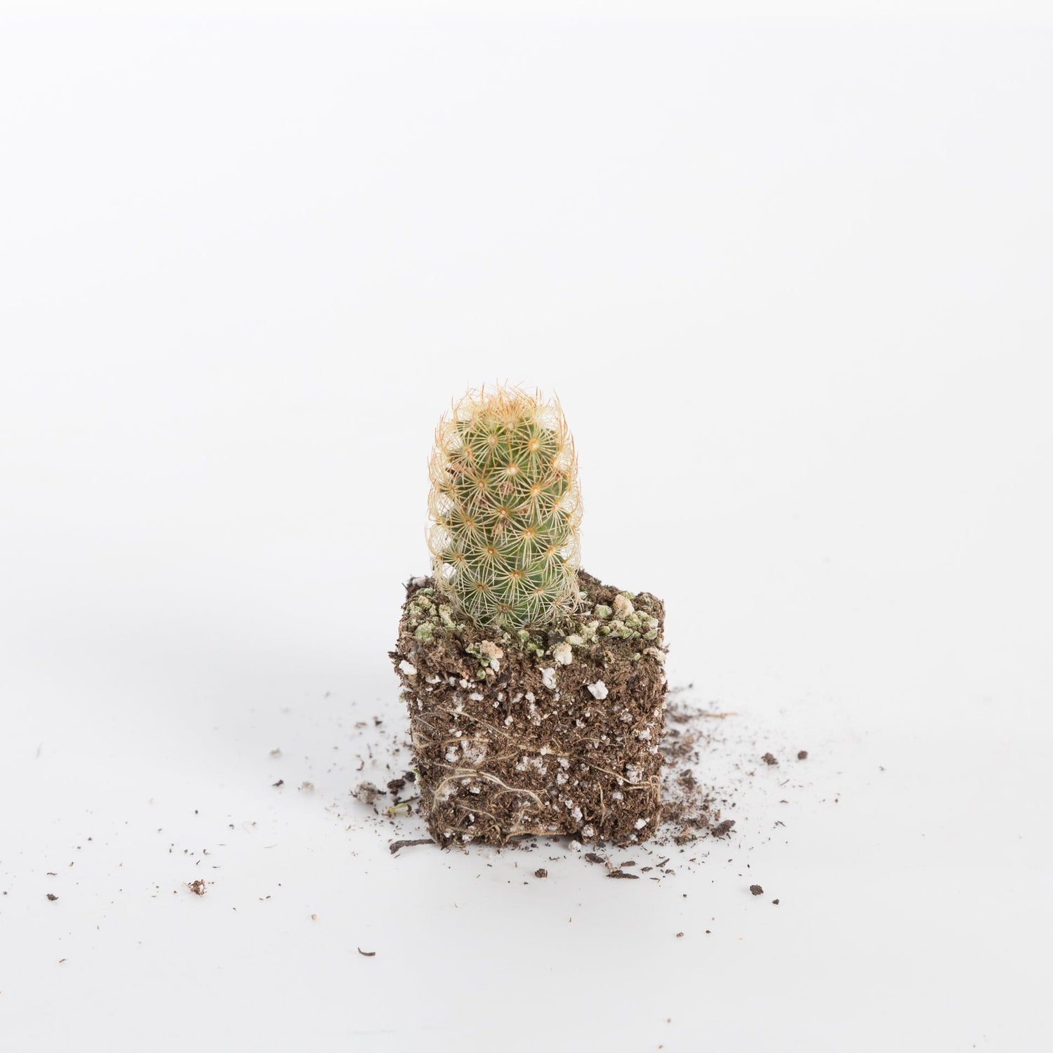 Urban Sprouts Plant 2" in nursery pot Cactus 'Ladyfinger'