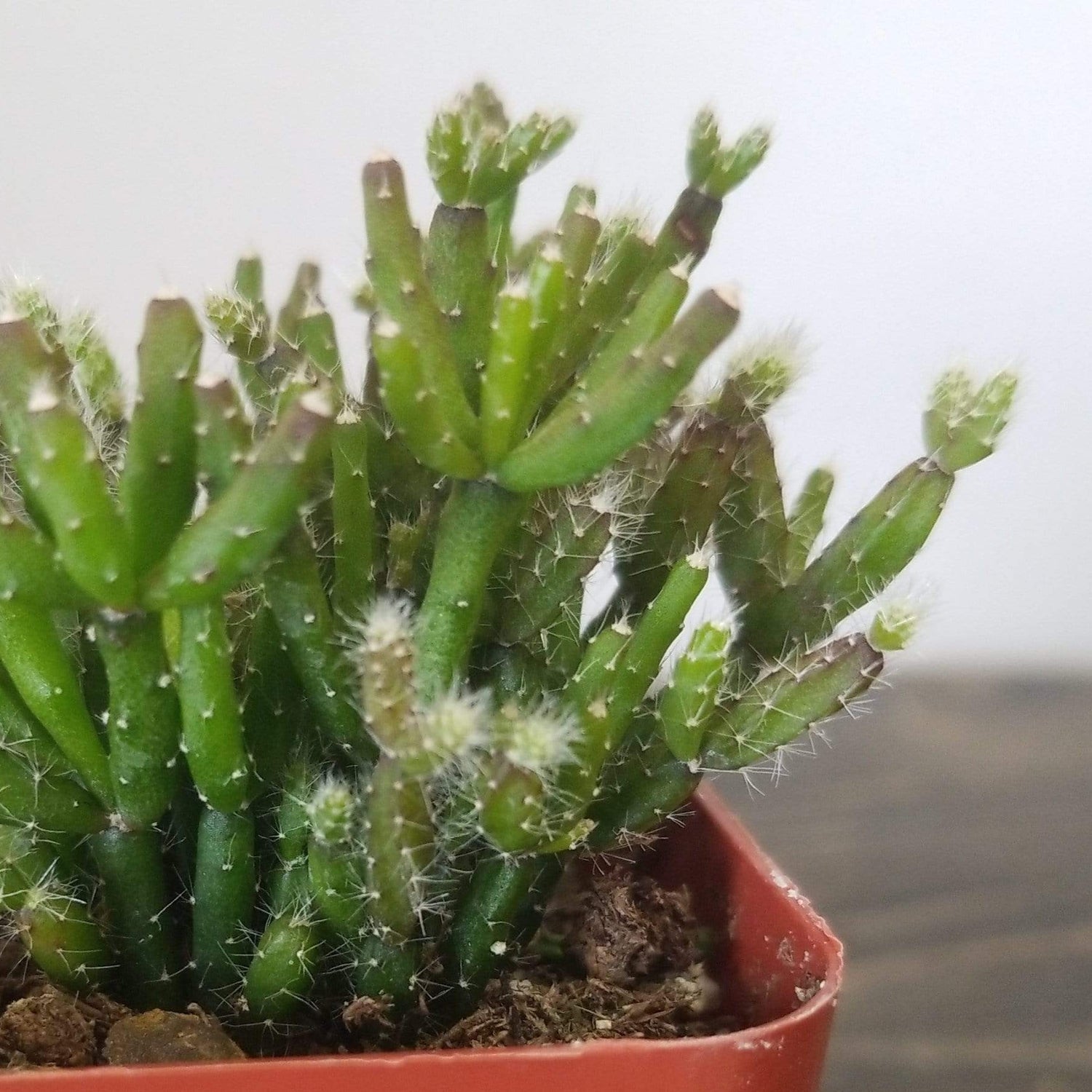 Urban Sprouts Plant 2" in nursery pot Cactus 'Mistletoe'