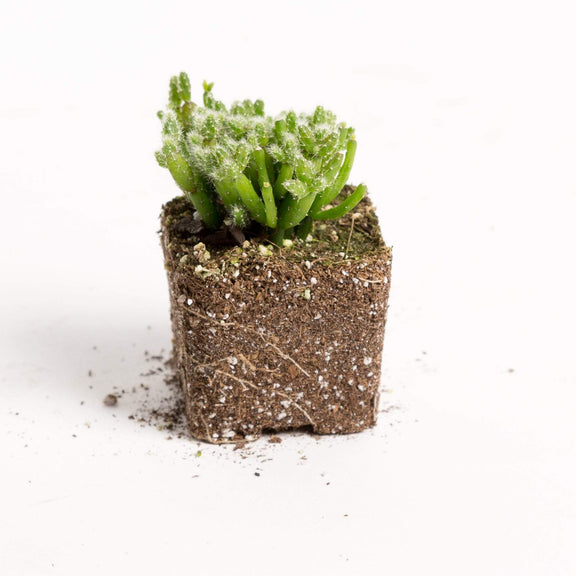 Urban Sprouts Plant 2" in nursery pot Cactus 'Mistletoe 'Coral'
