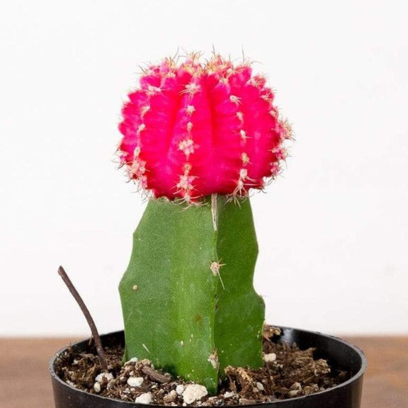 Cactus 'Moon - Pink' - Urban Sprouts
