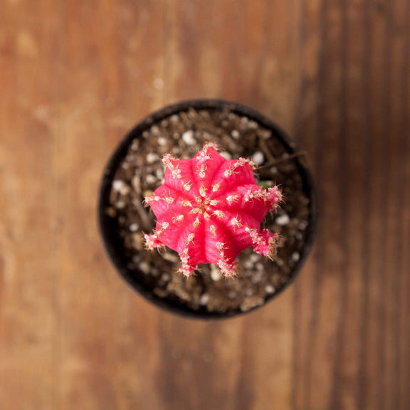 Cactus 'Moon - Pink' - Urban Sprouts