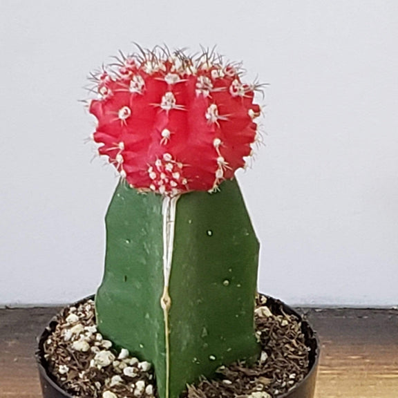 Cactus 'Moon - Red' - Urban Sprouts