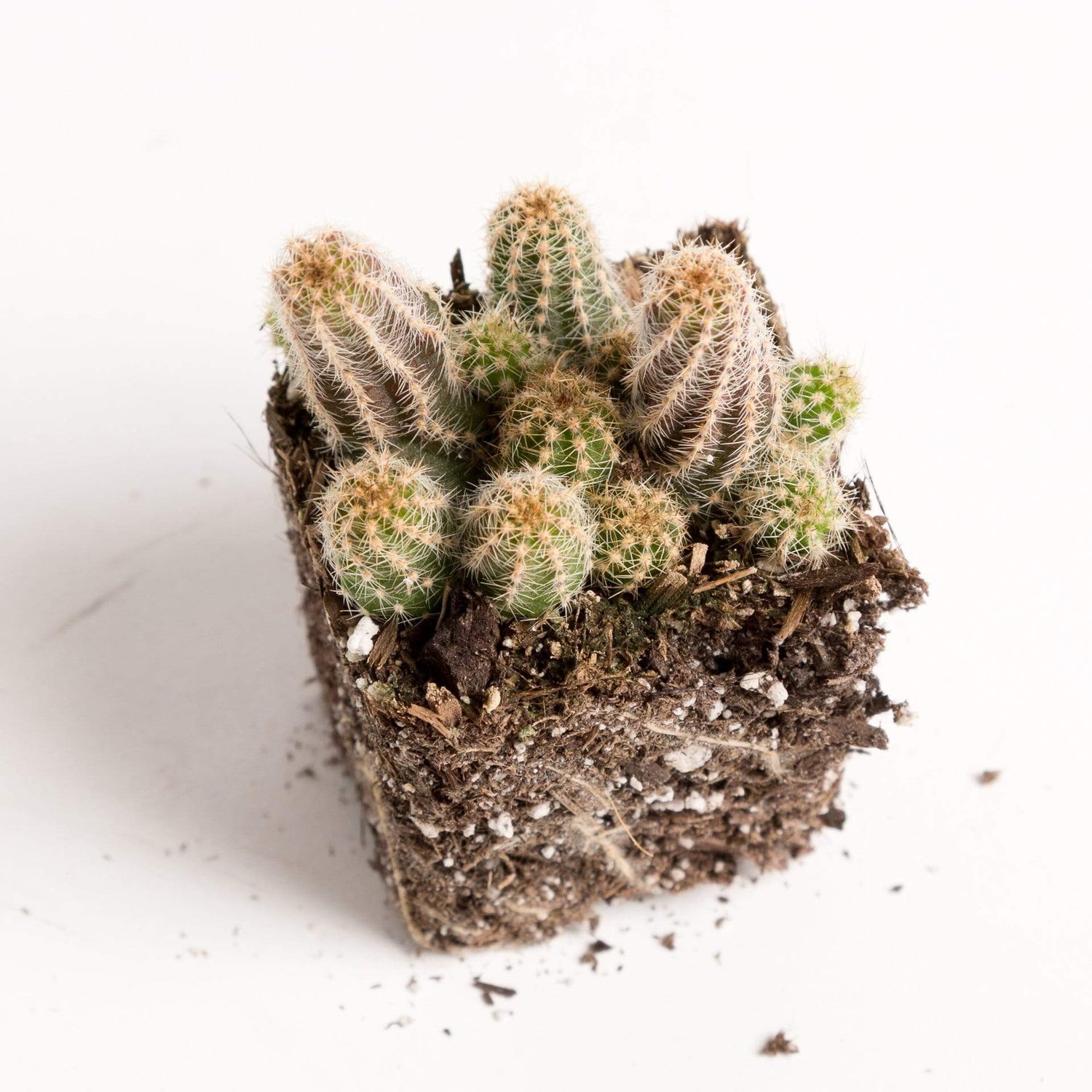 Urban Sprouts Plant 2" in nursery pot Cactus 'Peanut'